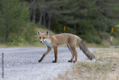 Confident fox in the middle of the road in Italy, Abruzzo