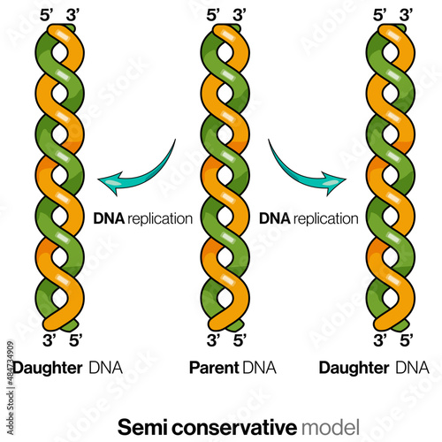 Semiconservative model of DNA replication Illustration. photo