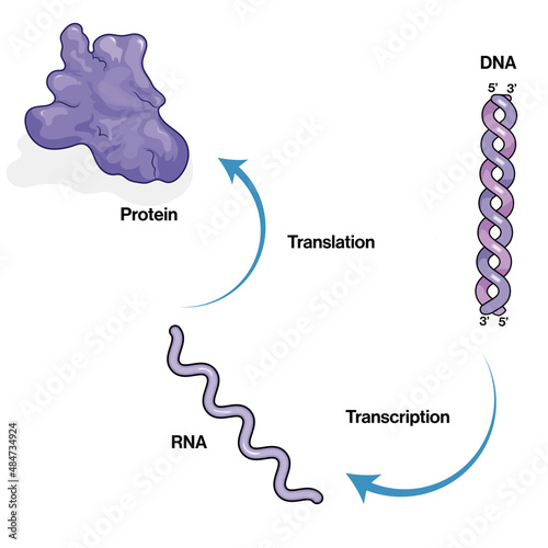 Central Dogma of Molecular Biology, Detailed Vector Illustration Explaining DNA Replication, Transcription, Translation Processes on White Background.