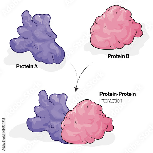 Protein Protein Interaction, Detailed Vector Illustration of Molecular Binding Mechanisms in Biochemistry on White Background for Scientific Education and Research.