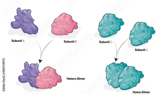 Protein Dimer Formation, Detailed Vector Illustration of Homodimer and Heterodimer Structures Using Monomers, Biochemistry and Molecular Biology Concepts on White Background.