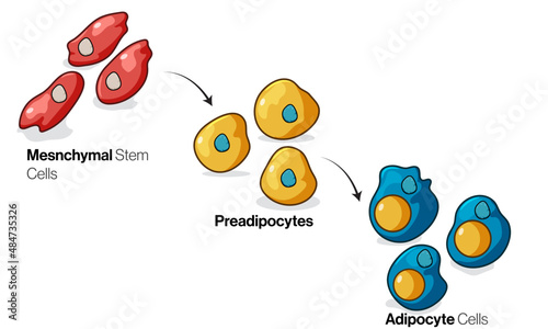 Exploring Cellular Development and Lipid Accumulation Through Vector Illustration