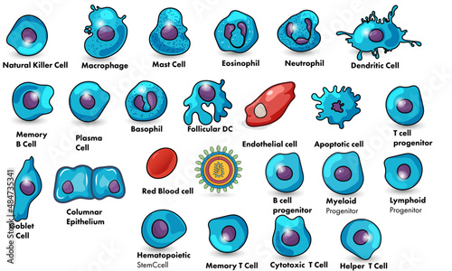 An Insightful Vector Illustration Depicting the Dynamic World of Cellular Immunology and Immune Response
