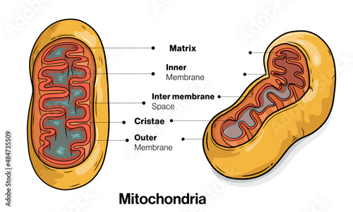 Ultrastructure of mitochondria in white background  photo