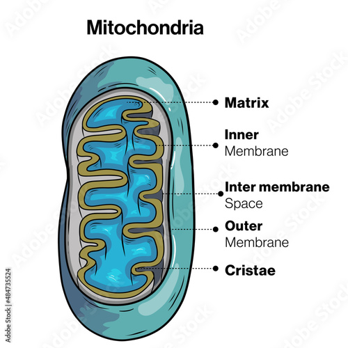 Ultrastructure of mitochondria in white background 