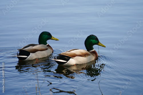 Deux canards à cols verts qui flottent sur l'eau d'un lac