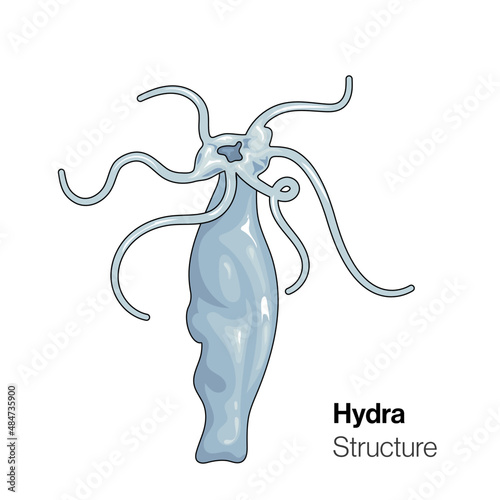 Isolated structure of hydra in white background.