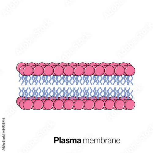 Exploring the Intricate World of Plasma Membranes, A Detailed Vector Illustration Highlighting Cellular Boundaries, Proteins, and Transport Dynamics