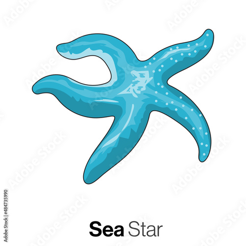 sea star vector illustration.