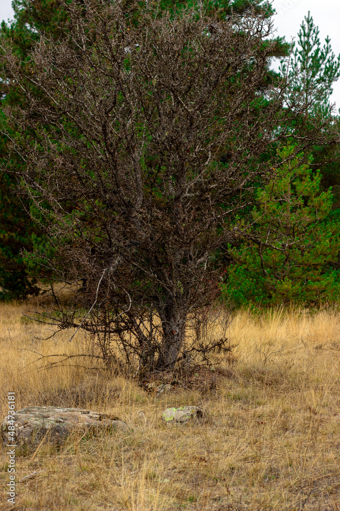 Bush tree in the middle of the forest in autumn. Bush tree in the middle of the forest in autumn.