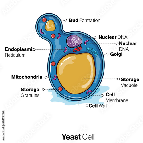 etailed Illustration of Yeast Cell Structure, Showcasing Intricate Biology and Microscopic Beauty in a Captivating Vector Art Form