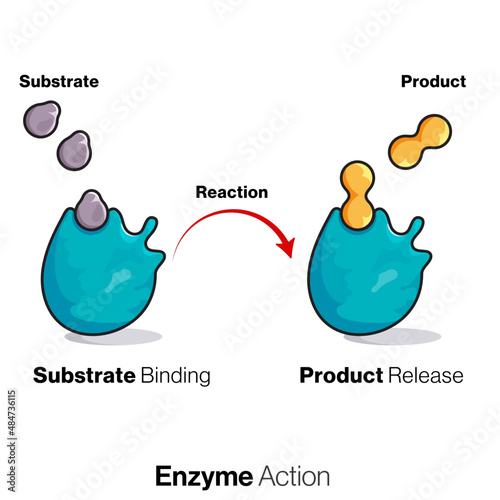 llustrating the Intricacies of Enzymatic Reactions and Substrate Interactions Through Captivating Vector Art