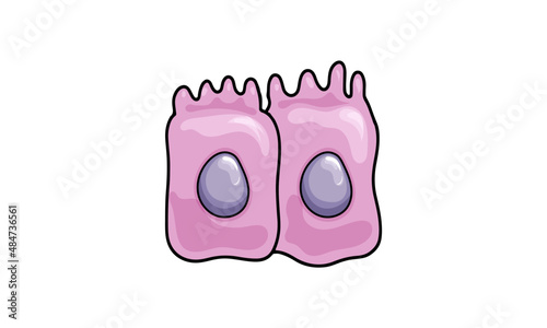 brush border cell illustration.