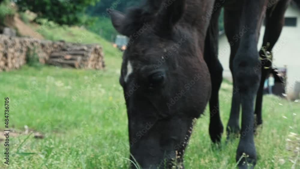 Black horse grazing grass on a farm, enjoying a mid-day meal, close up and slow motion Black horse grazing grass on a farm, enjoying a mid-day meal, close up and slow motion