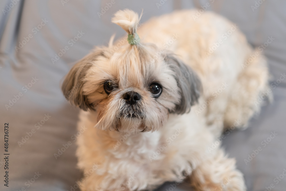 A cute fluffy purebred Shih Tzu, Shitzu dog. Adorable light puppy Shi-tzu on grey bed, cushion, sofa, couch. A cute fluffy purebred Shih Tzu, Shitzu dog. Adorable light puppy Shi-tzu on grey bed, cushion, sofa, couch.