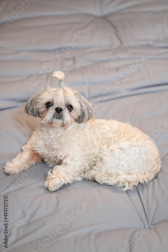 A cute fluffy purebred Shih Tzu, Shitzu dog. Adorable light puppy Shi-tzu on grey bed, cushion, sofa, couch. © OliaVesna