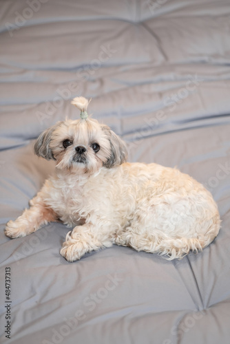 A cute fluffy purebred Shih Tzu, Shitzu dog. Adorable light puppy Shi-tzu on grey bed, cushion, sofa, couch.