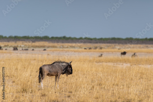 Buffalo bull in the wild. Safari in Africa  African savannah wildlife.