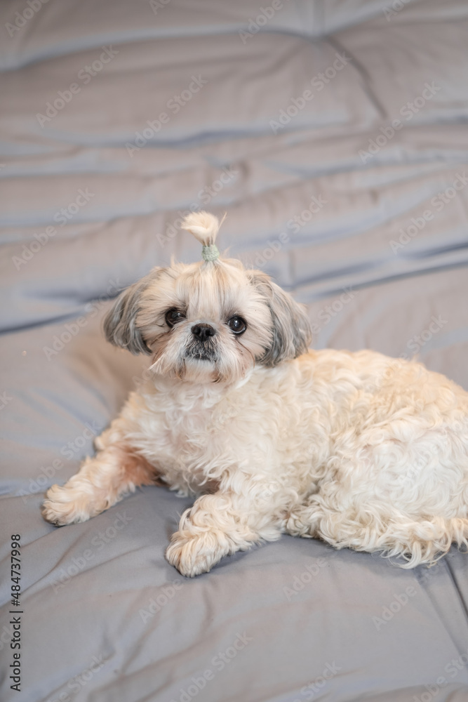 A cute fluffy purebred Shih Tzu, Shitzu dog. Adorable light puppy Shi-tzu on grey bed, cushion, sofa, couch. A cute fluffy purebred Shih Tzu, Shitzu dog. Adorable light puppy Shi-tzu on grey bed, cushion, sofa, couch.