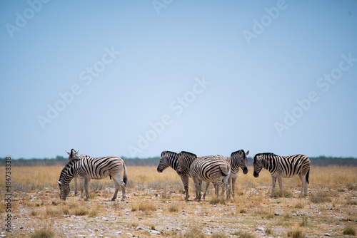 Zebra in the wild. Safari in Africa, African savannah. Wildlife, animals.