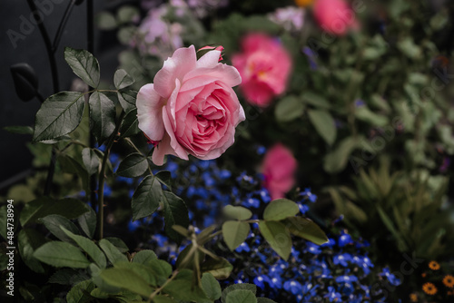 Roses Rosenfee in garden photo