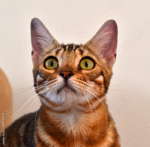 un precioso gato con unos bonitos ojos