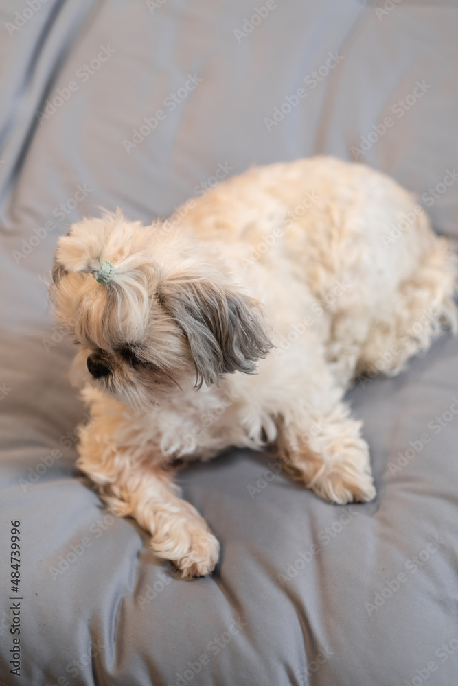 A cute fluffy purebred Shih Tzu, Shitzu dog. Adorable light puppy Shi-tzu on grey bed, cushion, sofa, couch.