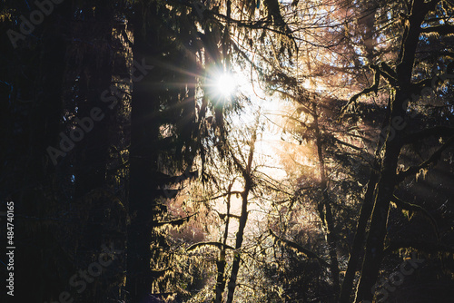 Golden Hour in Hoh Rain Forest, Olympic National Park!