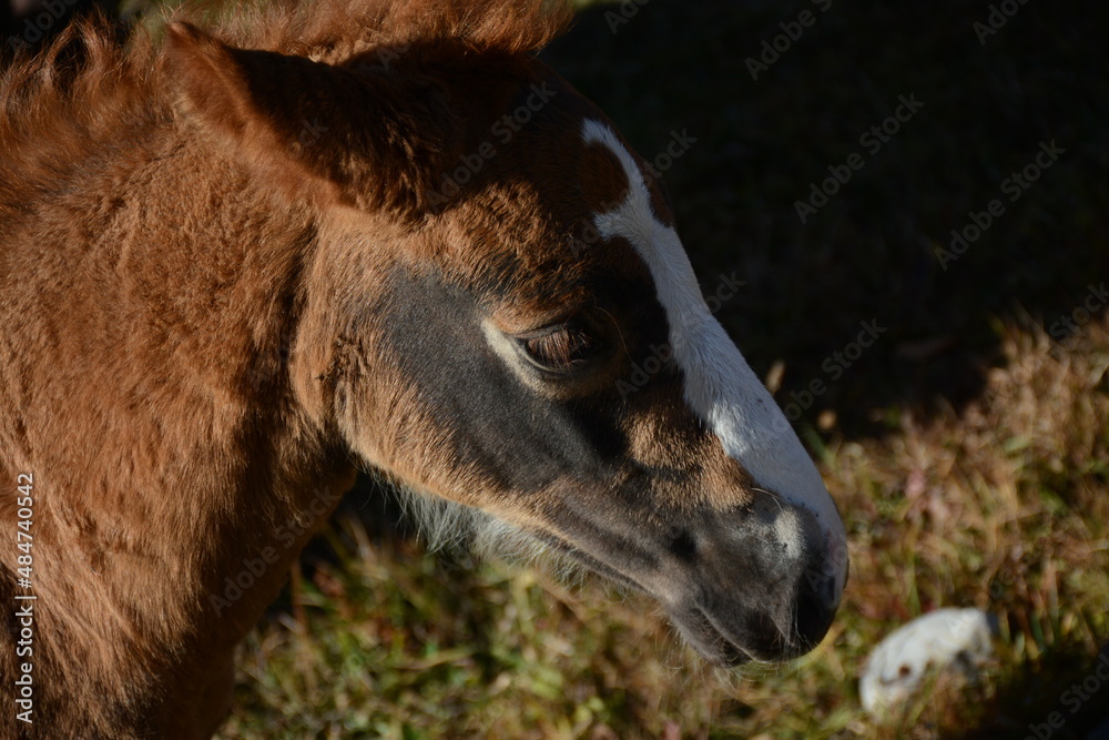 Fototapeta premium Little brown foal walking in the pasture