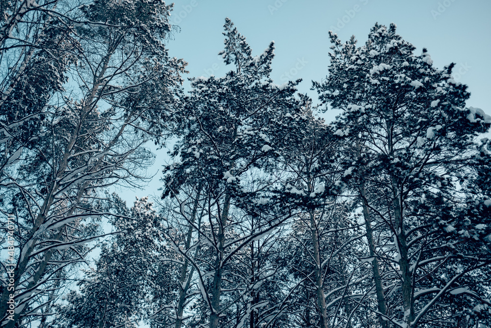 winter landscape snowy trees blue sky
