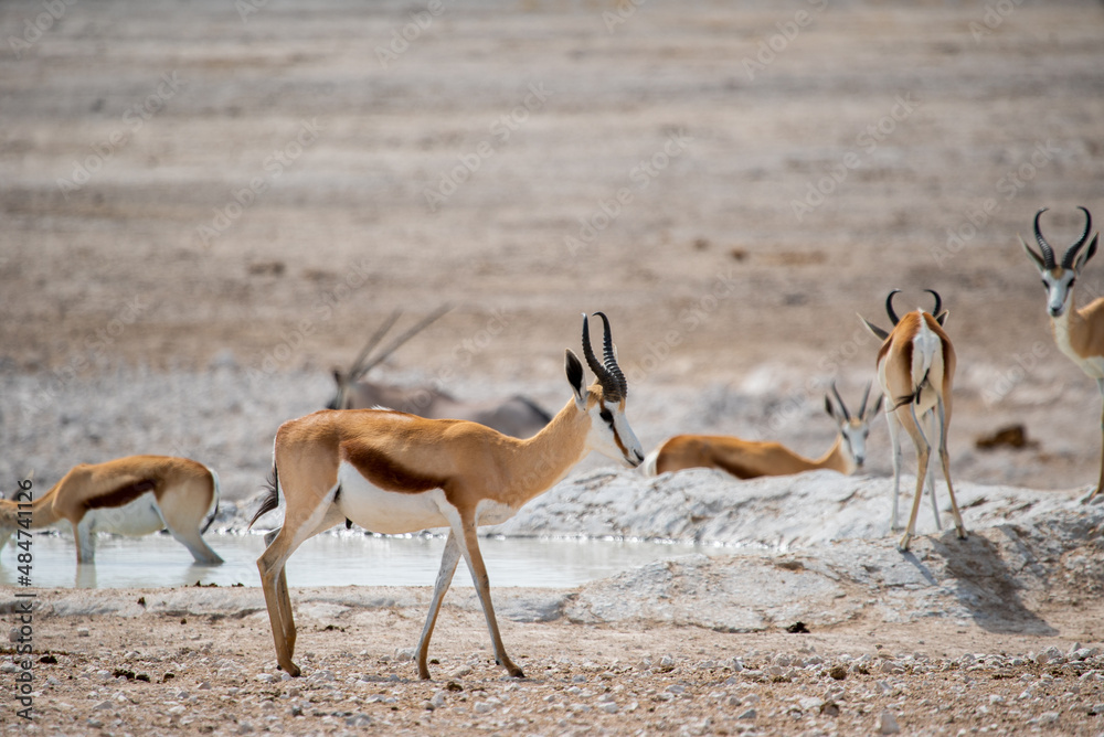 Springbok antelope in the wild. Safari in Africa, African savannah wildlife. Springbok antelope in the wild. Safari in Africa, African savannah wildlife.