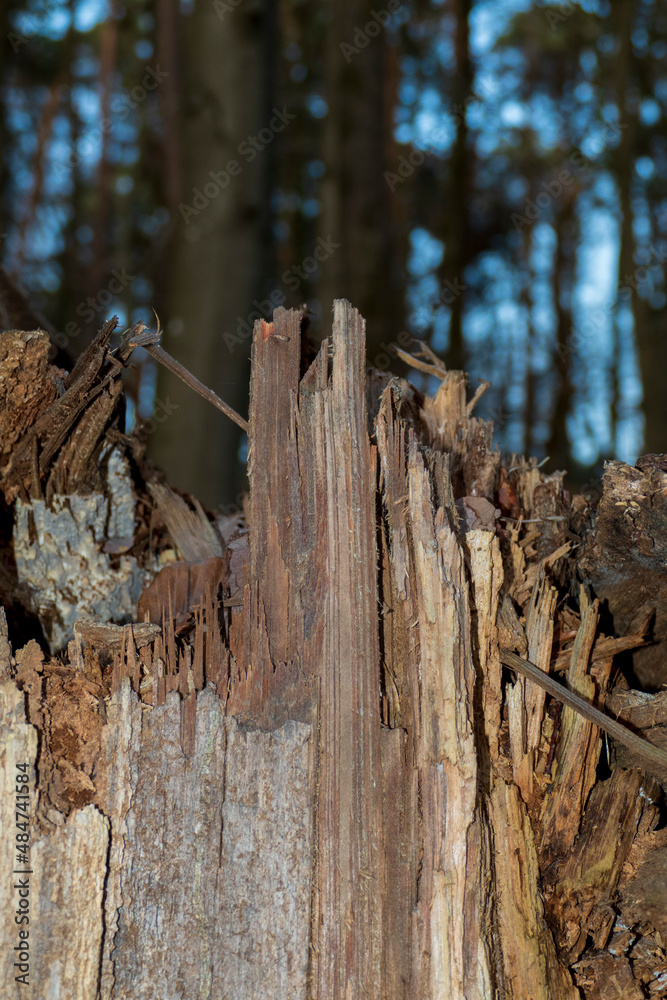 Baum nach Unwetter vom Blitz getroffen und umgestürzt Baum nach Unwetter vom Blitz getroffen und umgestürzt