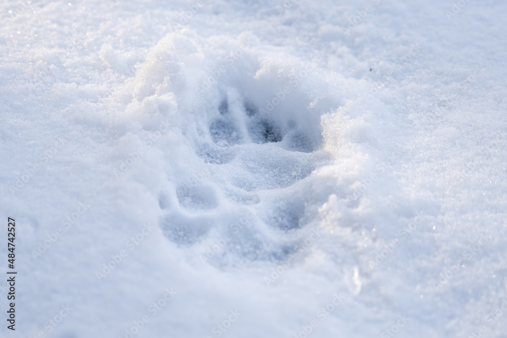 Dog Snow Paw Prints