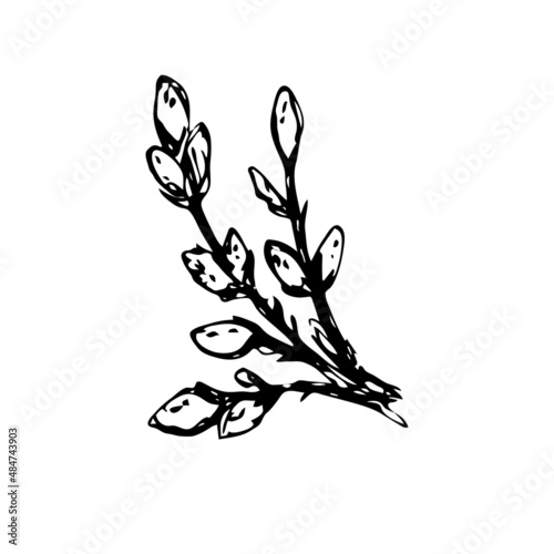 Branch of pussy willow.Willow branch for greeting cards, posters, banners.Vector illustration