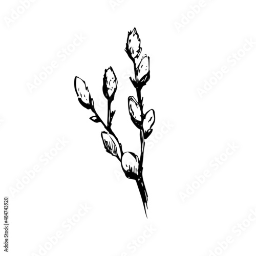 Easter pussy willow. Branches of pussy willow for Spring holiday. Hand drawn sketch. Vector 