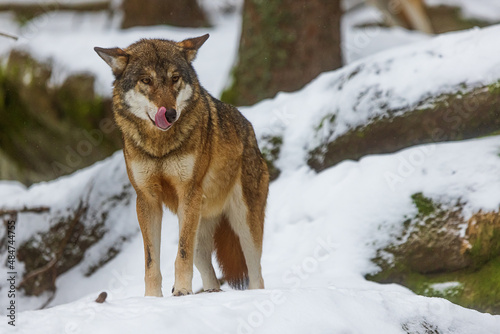 male Eurasian wolf  Canis lupus lupus  licks his snout
