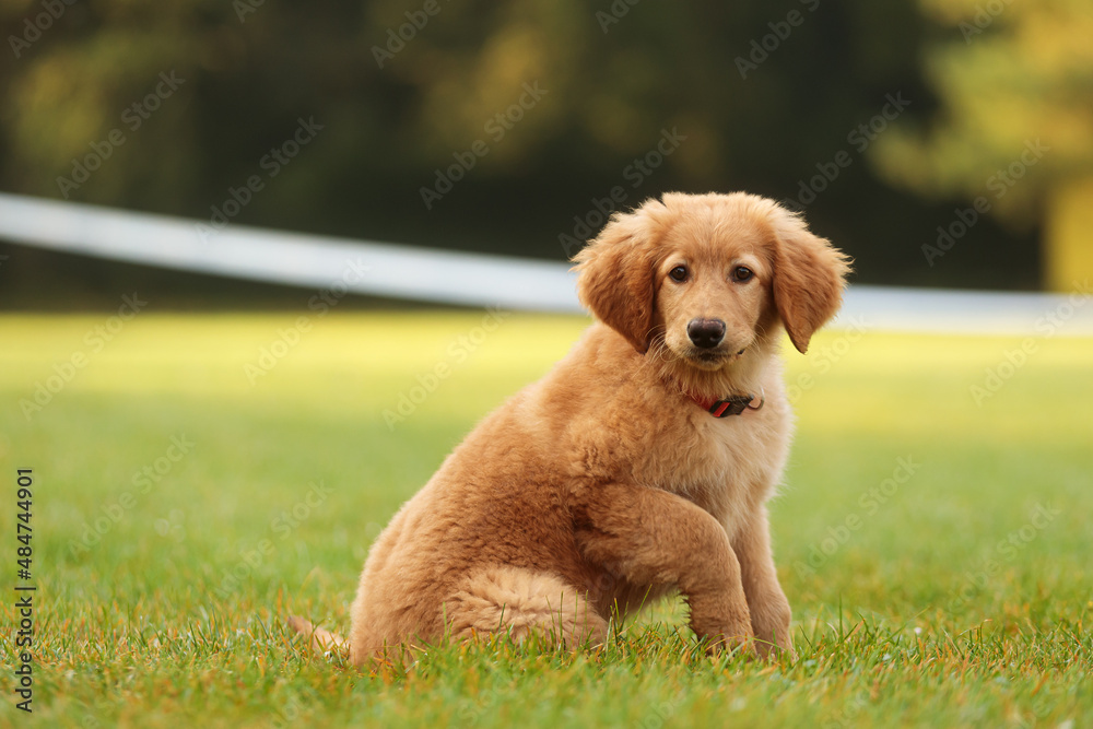 light blonde female puppy hovawart sitting in the grass light blonde female puppy hovawart sitting in the grass