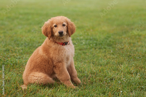 light blonde female puppy hovawart in the park