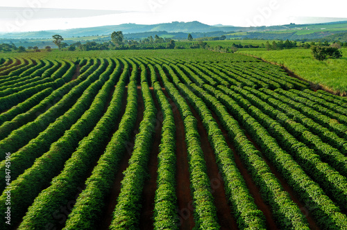 Obraz na plátně Vista aérea de cafezal, campo de café.