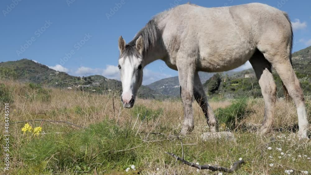 White horse grazing in a pasture. Beautiful young white mare with blue eye shaking head. White horse grazing in a pasture. Beautiful young white mare with blue eye shaking head.