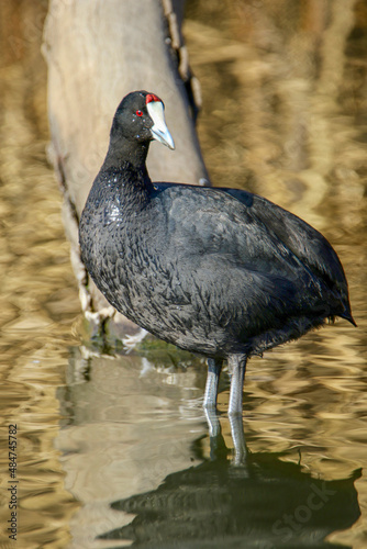 Red-knobbed Coot  South Africa