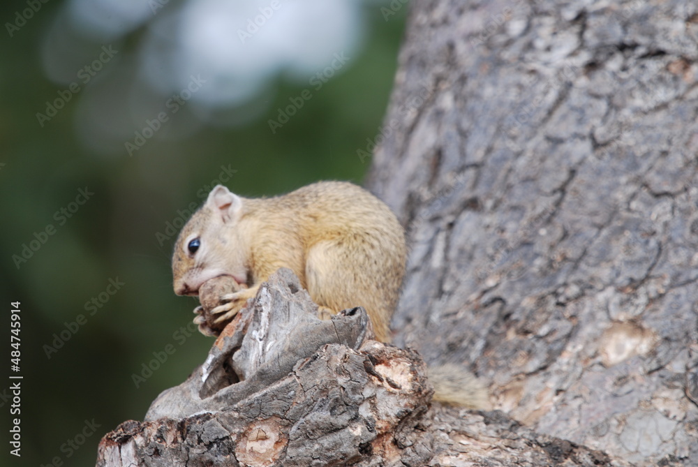 squirrel on a tree squirrel on a tree