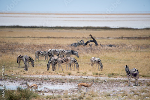 Zebra in the wild. Safari in Africa, African savannah. Wildlife, animals.