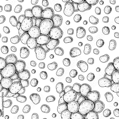 Raw potato seamless pattern. Hand drawn vector illustration. Food background, engraved style. Linear graphic.