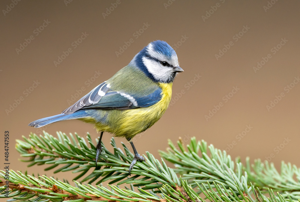 Naklejka premium Blue tit ( Cyanistes caeruleus ) close up