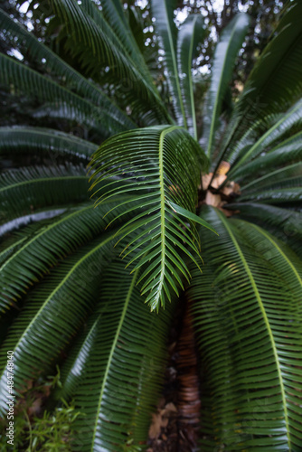 Palm leaf close-up 