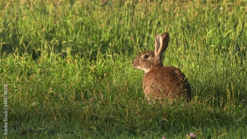 side view of a feral european rabbit at kosciuszko national park in nsw, australia photo