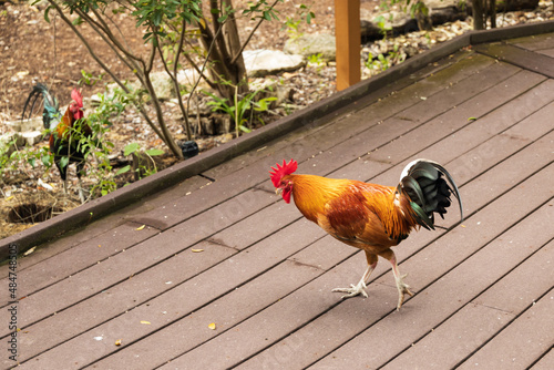 Rooster crossing a walkway