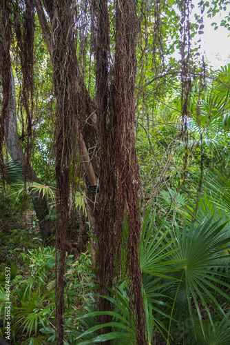 Ficus aurea Moraceae  Florida strangler fig tree with palms in background
