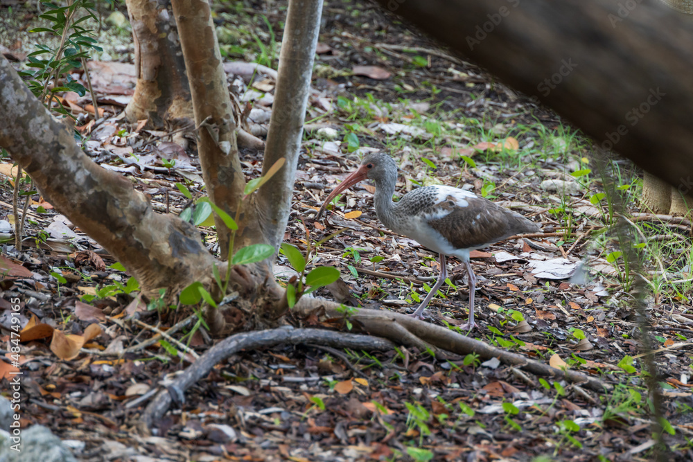 Florida juvenile white Ibis